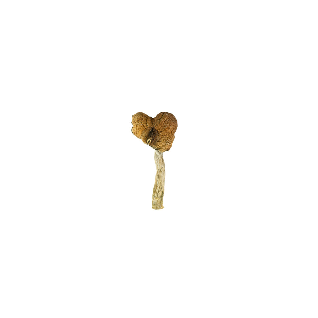 Ecuadorian-Cubensis