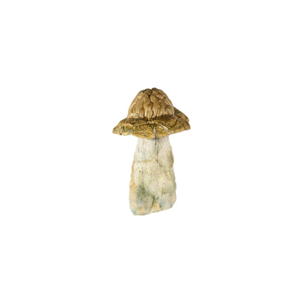 Makshak-Mushroom