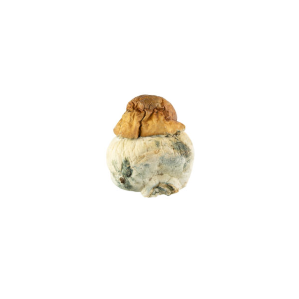 texas-yellow-cap