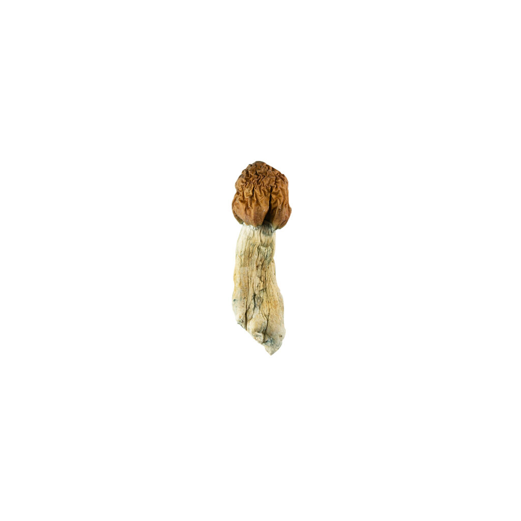 vietnamese-cubensis