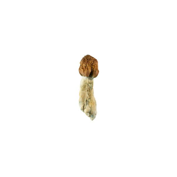 vietnamese-cubensis